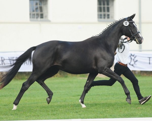 broodmare Ambiente (Trakehner, 2012, from Oliver Twist)