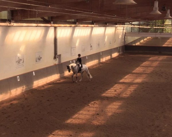 Reitturnier Dallgow 2019