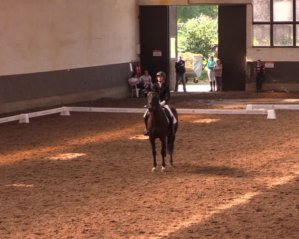 Reitturnier Dallgow 2019