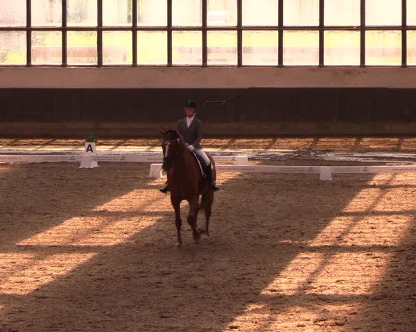 Reitturnier Dallgow 2019