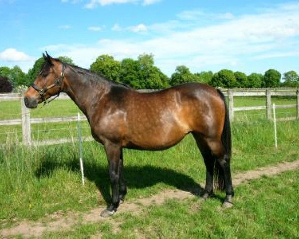 broodmare Irlande (Selle Français, 1996, from Papillon Rouge) broodmare Irlande (Selle Français, 1996, from Papillon Rouge)
