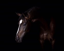 dressage horse Calle Blomqwist (Rhinelander, 2009, from Castellini)