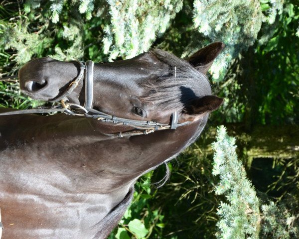horse Sir Sarkozy II M (Zweibrücken, 2010, from Sarkozy 3)