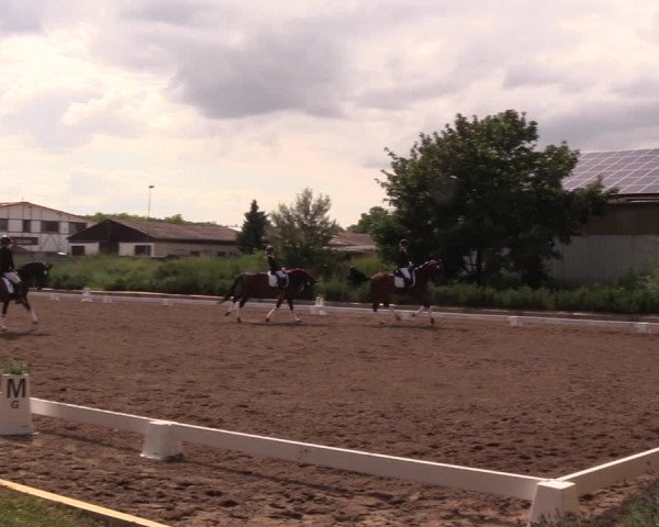 Reitturnier Dallgow 2019
