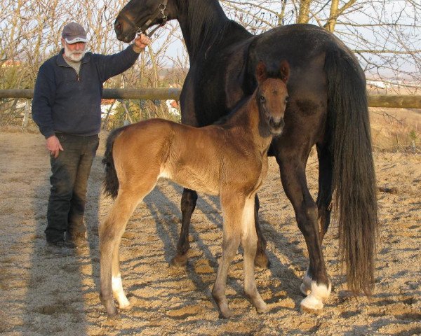 broodmare Chameur's Cherie M (Zweibrücken, 2012, from Charmeur)