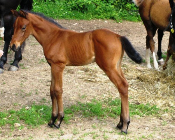 horse Aurelio M (Oldenburg, 2012, from Ampère)