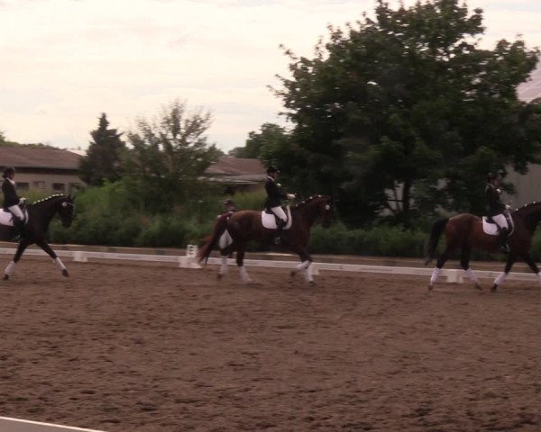 Reitturnier Dallgow 2019