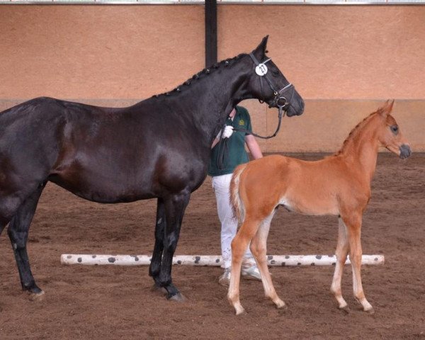 dressage horse Delight M 3 (Zweibrücken, 2013, from Don Frederic 3)