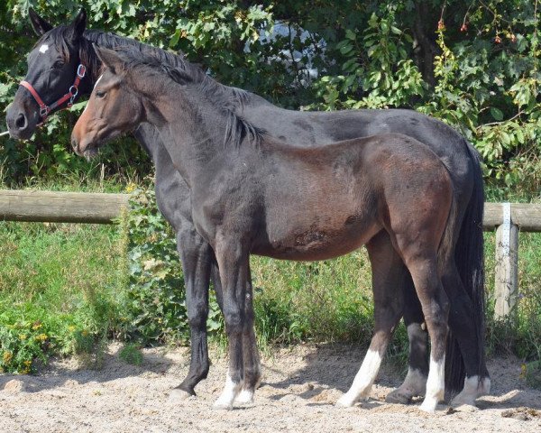 horse Famosa M (Zweibrücken, 2013, from Foundation 2)