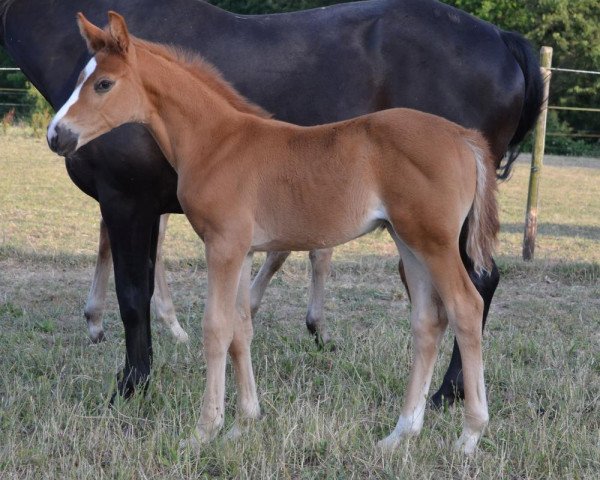 horse Diva Dior M (Zweibrücken, 2014, from Don Frederic 3)