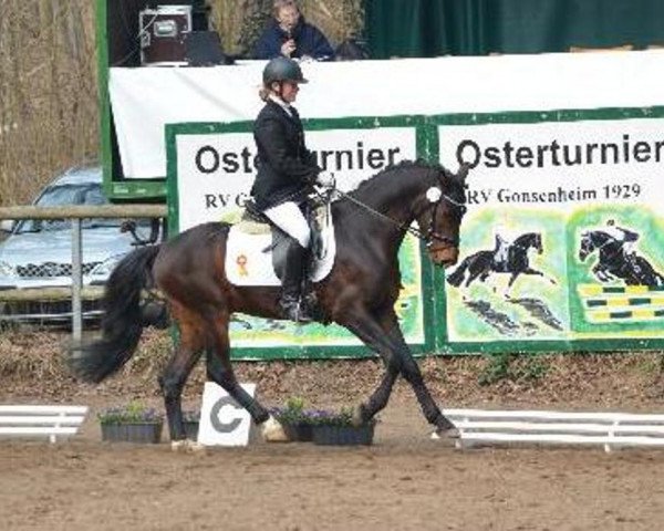 Pferd Kalistos M (Deutsches Reitpony, 2009, von Keerlke)