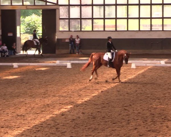 Reitturnier Dallgow 2019