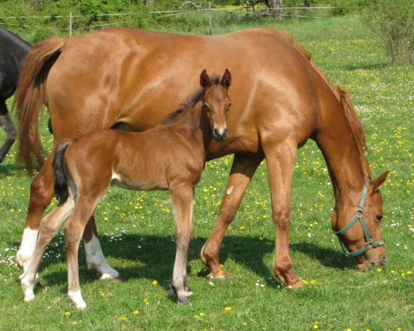 stallion Non Stop M (German Riding Pony, 2011, from Nemax)