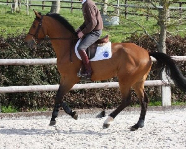 jumper Prince du Rouet (Selle Français, 2003, from Robin II Z)