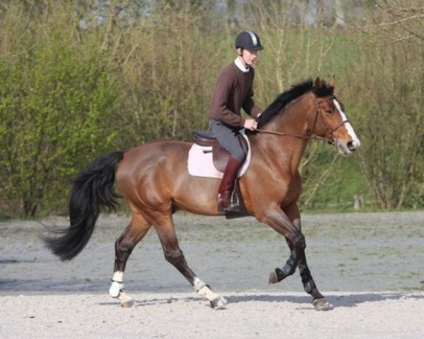 Springpferd Premier du Rouet (Selle Français, 2003, von Robin II Z)