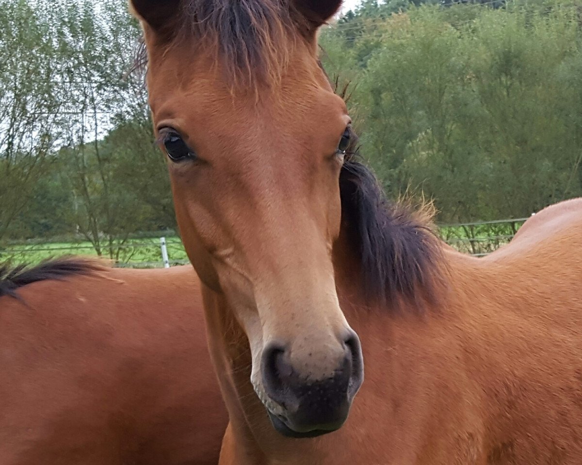 broodmare Inessa (Holsteiner, 2016, from Crumble)