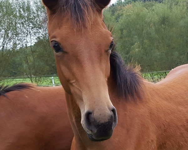 broodmare Inessa (Holsteiner, 2016, from Crumble)