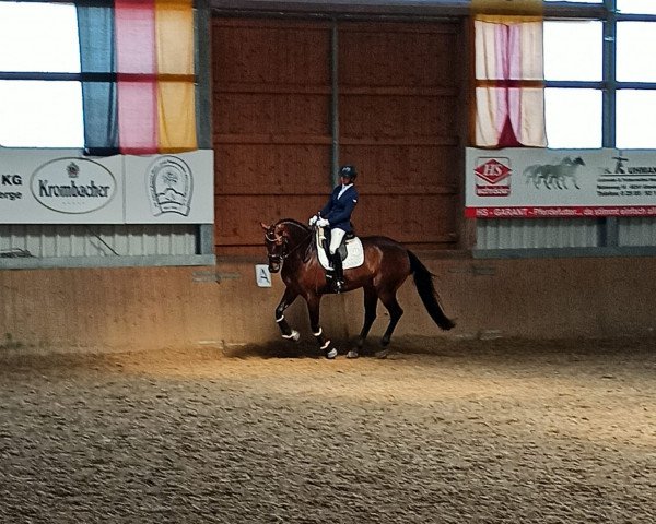 dressage horse Feniciano (Oldenburg, 2015, from Fürsten-Look)