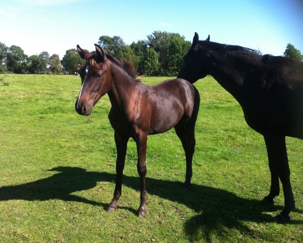 Pferd Follow Me's Girl (Hannoveraner, 2016, von Follow Me OLD)