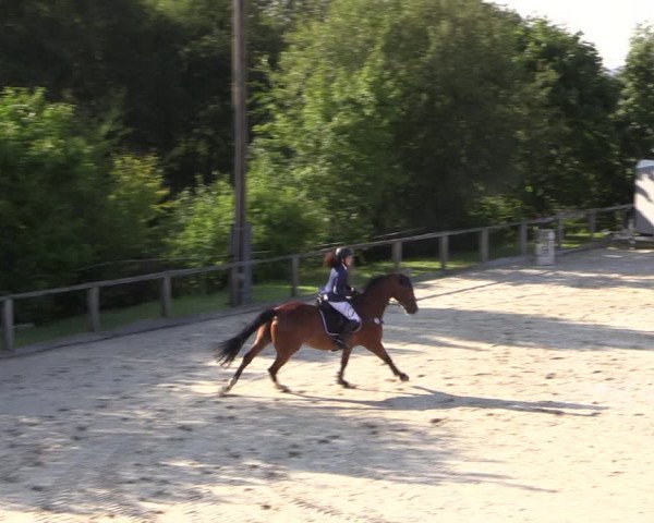 Reitturnier Monschau-Mützenich 2019