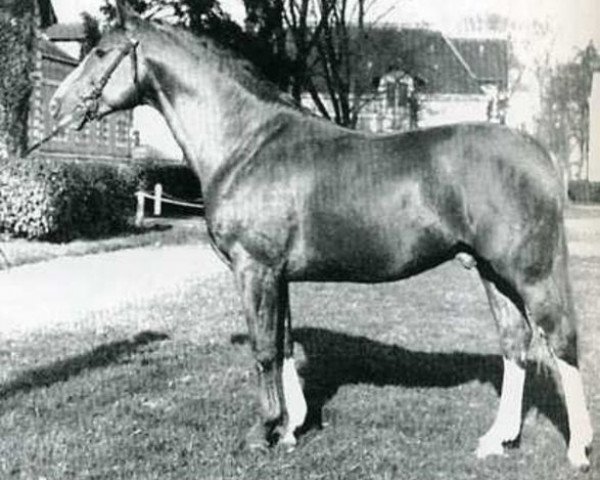 Deckhengst Phoenix (Selle Français, 1959, von Rantzau xx)