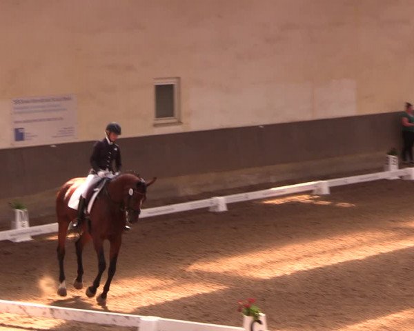 Reitturnier Dallgow 2019