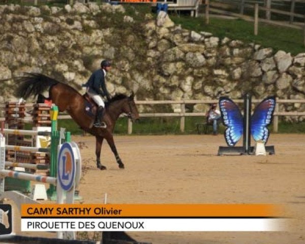 jumper Pirouette des Quenoux (Selle Français, 2003, from Calvaro Z)