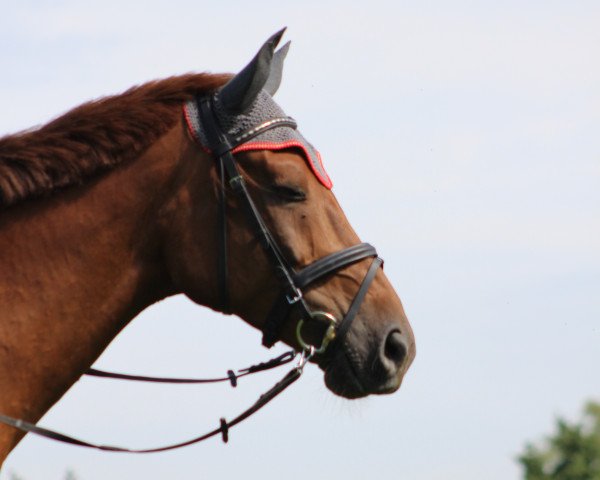 jumper Coleur 13 (Bavarian, 2010, from Eurocommerce Caresino)