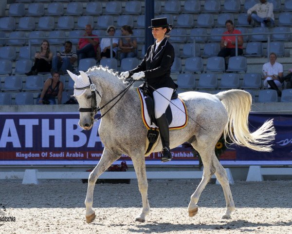Dressurpferd Haifi El Sorrento ox (Vollblutaraber, 2005, von BS Specific ox)