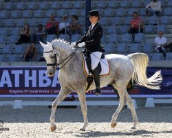 dressage horse Haifi El Sorrento ox (Arabian purebred, 2005, from BS Specific ox)