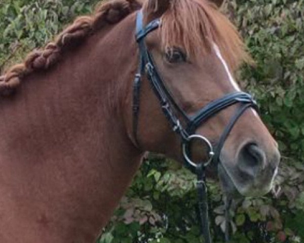 dressage horse Fiona (German Riding Pony, 2010, from Topolino)