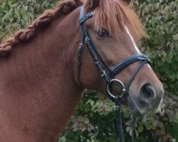 dressage horse Fiona (German Riding Pony, 2010, from Topolino)