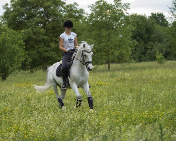 dressage horse Akan (German Riding Pony, 1994, from Aldan)