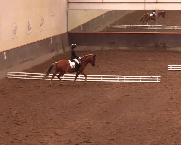 Reitturnier Dallgow 2019