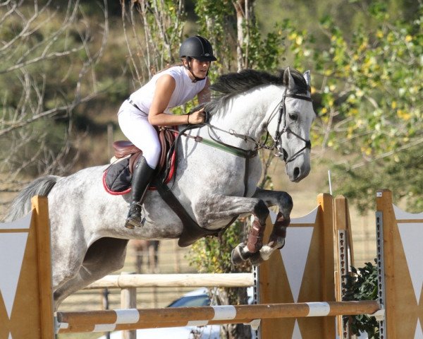 jumper Toupie du Rouet (Selle Français, 2007, from Eclair des Bois)