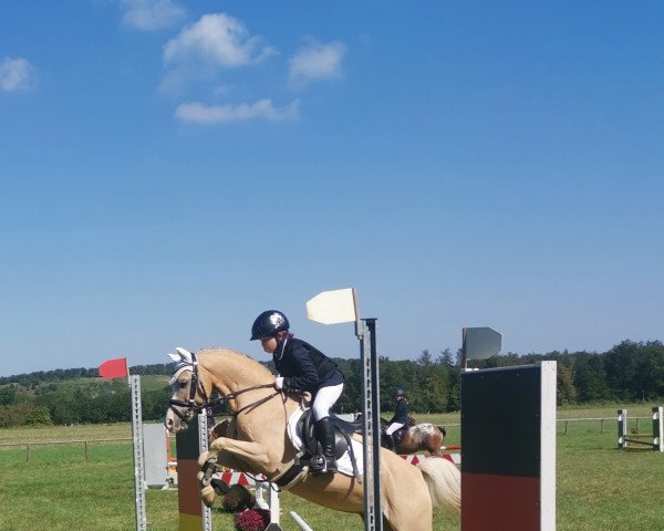 Dressurpferd Spring Star's Alex (Welsh Pony (Sek.B), 2011, von Spring Star's Spirit)