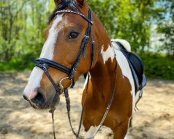 jumper Excalibur K (Pinto / Pony, 2014, from Shooting Star 22)