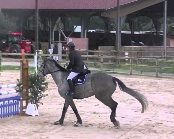 jumper Atisse du Rouet (Selle Français, 2010, from Corofino I)