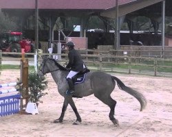 jumper Atisse du Rouet (Selle Français, 2010, from Corofino I)