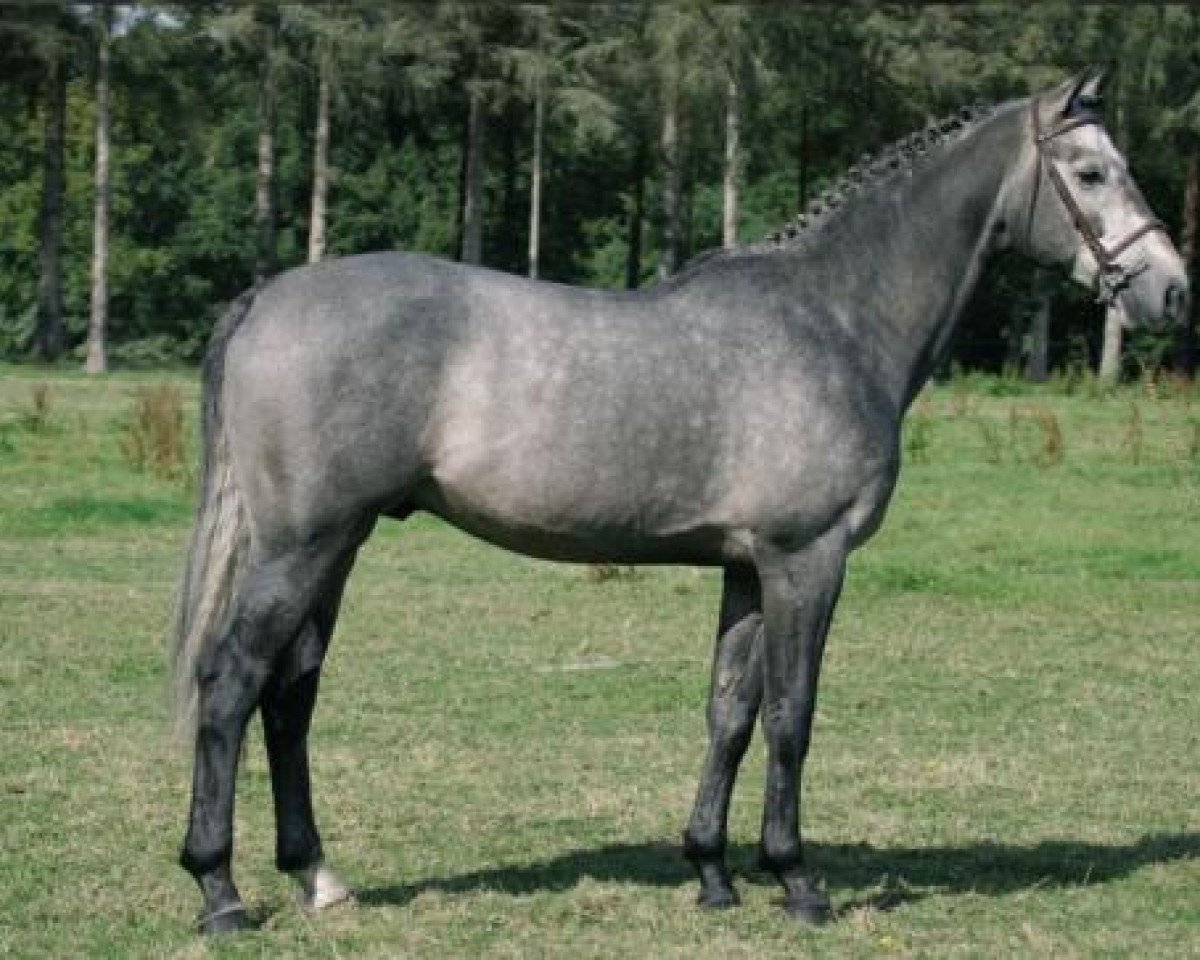 Deckhengst Untouchable M (KWPN (Niederländisches Warmblut), 2001, von Quick Star)