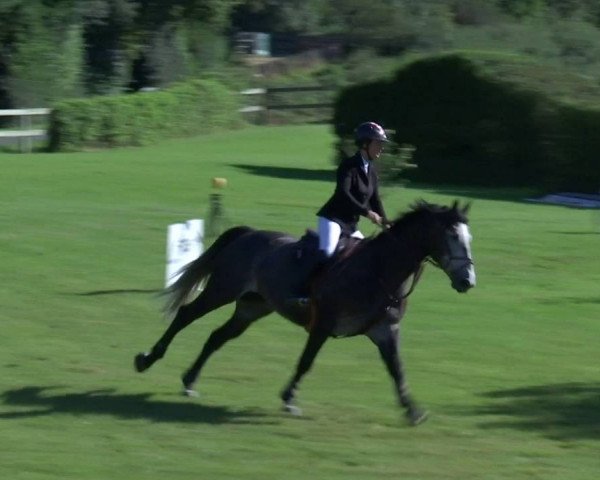 jumper Andel du Rouet (Selle Français, 2010, from Untouchable M)