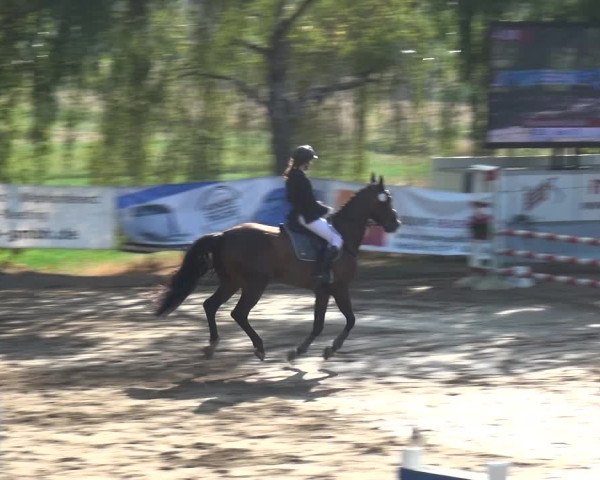 Reitturnier Neuss-Uedesheim 2019