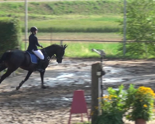 Reitturnier Neuss-Uedesheim 2019
