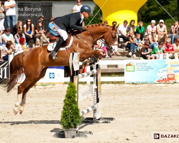 jumper Tango du Rouet (Polish Warmblood, 2007, from Baloubet du Rouet)