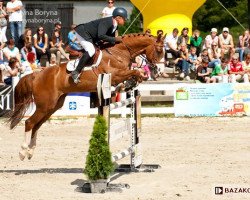 Springpferd Tango du Rouet (Polnisches Warmblut, 2007, von Baloubet du Rouet)