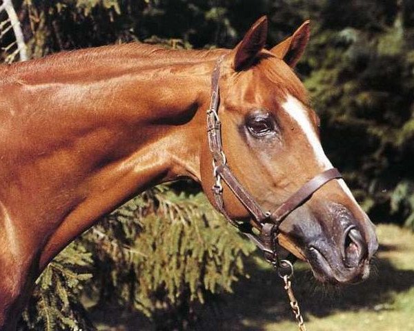 stallion Carmont xx (Thoroughbred, 1975, from Carmarthen xx) stallion Carmont xx (Thoroughbred, 1975, from Carmarthen xx)