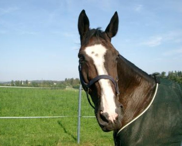 horse Asdor du Rouet (Selle Français, 1988, from Pot d'Or xx)