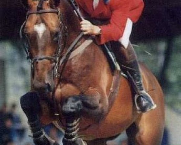 stallion Caloubet du Rouet (Selle Français, 1990, from Galoubet A)