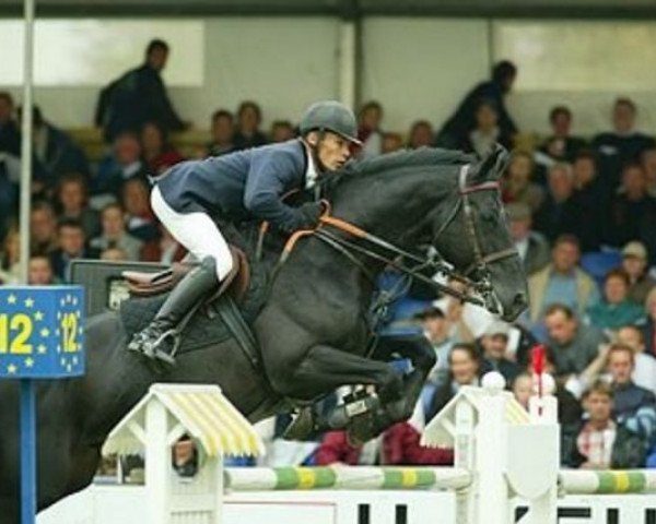 stallion En Avant du Rouet (Selle Français, 1992, from Galoubet A) stallion En Avant du Rouet (Selle Français, 1992, from Galoubet A)