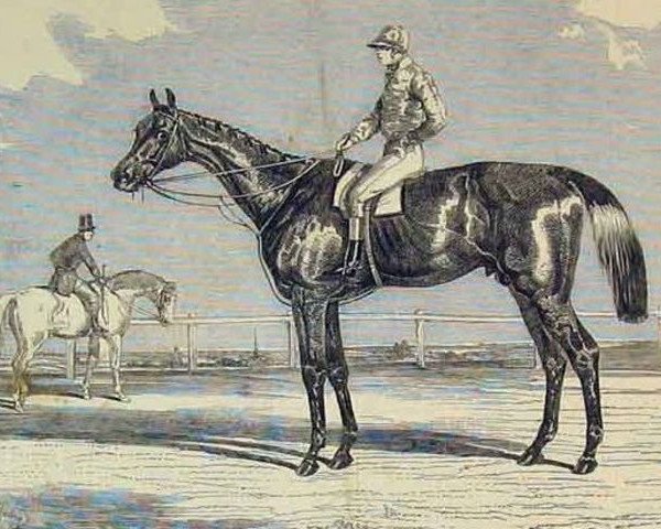 stallion Kingston xx (Thoroughbred, 1849, from Venison xx)